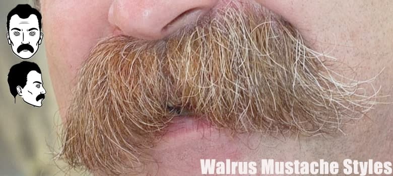 Walrus Mustache Styles